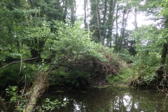 Beaver