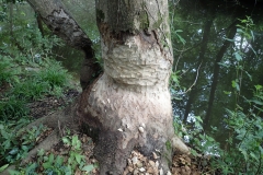 Work on the tree by the beavers: Martina Slater