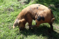 Oxford Sandy and Black pigs on Horner Farm. Photo M Slater.