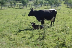 Gloucester cow with calf on Horner Farm, ideal for Parkland and conservation management. Photo M Slater