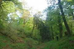 Dawn Chorus May 2022 at Webbers Post: Photos Martina Slater