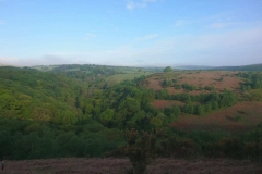 Dawn Chorus May 2022 at Webbers Post: Photos Martina Slater