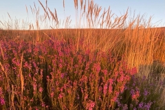 Exmoor sunset August 2022: Photo with thanks from Greta Gardner
