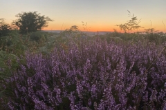 Exmoor sunset August 2022: Photo with thanks from Greta Gardner
