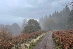Wootton Common in the mist November 2022 Martina Slater