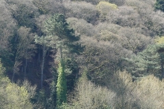 Cottages near entrace to Dunster-Woods: Ian Hart