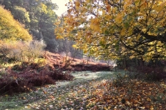 Deer Park, Dunster: John Rivoire