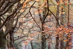 Dunster Woods: Ian Hart