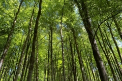 Wisham Wood by Brian Ellis.