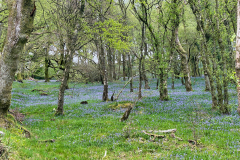 Pit Wood - River Barle by Brian Ellis