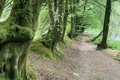 Mill Wood - River Barle by Brian Ellis