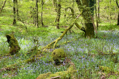 Bluebells near Tarr Steps by Brian Ellis