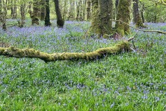 Bluebells near Tarr Steps by Brian Ellis