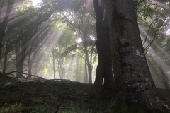 C.Tickner: Little Haddon Woods, Selworthy
