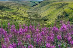 Rosebay Willowherb with Praway Meads in the background. Photo by Brian Eills.