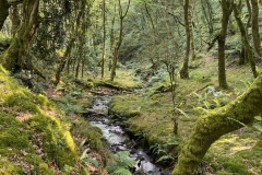 Hawkcombe woods: photo by Brian Ellis.