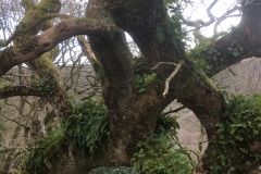 C.Tickner: Woods at Webbers Post