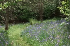 Sian Parry: Bluebells at Luckbarrow