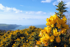 Gorse (Ulex sp.) and the Exmoor Coast by S.Parry