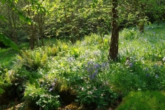 Views of the garden at ENHS HQ, by S. Parry with thanks.