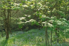 Views of the garden at ENHS HQ, by S. Parry with thanks.
