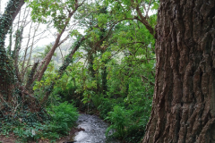 . River Avill at Knowle Lane with permission from S.Parry.
