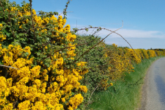 Ulex europaeus, Gorse hedgerow by S. Parry.