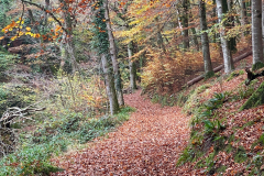 Path alongside the East Lyn above Rockford.  Photo by Brian Eillis