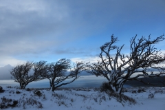Windswept trees on Porlock Hill: Martina Slater