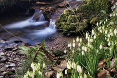 Snow Drop Valley 2023 by Brian Ellis.