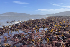 Kelp forest off Gore Point.  Photo M Slater