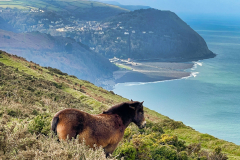 Lynmouth from Countisbury Hill by Brian Ellis