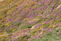 Patchwork quilt of colours at Hurlstone Point by Martina Slater