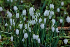 Snow Drop Valley 2023 by Brian Ellis.
