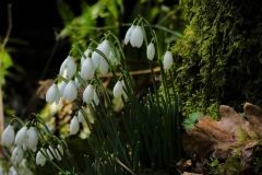 Snow Drop Valley 2023 by Brian Ellis.