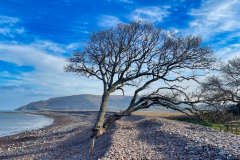 That tree at Porlock Weir by Brian Ellis