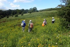 Sian Parry: Botany Survey 2019 at Selworthy