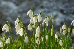 Snowdrop  Valley by Brian Ellis