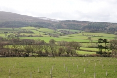 Tree planting Holnicote Estate: Ian Hart