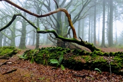 Winter in  Willet woods: Vanessa Wolfman