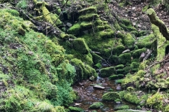 Hollow Combe by Brian Ellis.