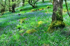 Bluebell Woods by Brian Ellis.