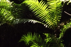Sian Parry: Woodland ferns