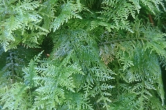 Feather Moss Thuidium tamariscum found near Bratton Court Woods: Martina Slater