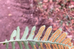 Common Polypody: Polypodium vulgare with spores by C Tickner