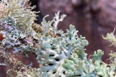 Identification from Graham Boswell." 4 species as far as I can see: Oak Moss, Evernia prunastris, Heather rags, Hypogymnia physoides, Beard Lichen Usnea subfloridana and Short strap lichen, Ramalina fastigiata, nice to see them all on one branch."  Photo C Tickner