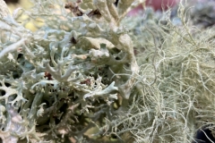 Identification from Graham Boswell." 4 species as far as I can see: Oak Moss, Evernia prunastris, Heather rags, Hypogymnia physoides, Beard Lichen Usnea subfloridana and Short strap lichen, Ramalina fastigiata, nice to see them all on one branch."