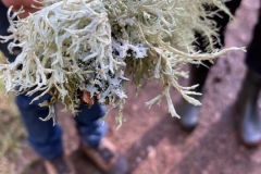 Identification from Graham Boswell." 4 species as far as I can see: Oak Moss, Evernia prunastris, Heather rags, Hypogymnia physoides, Beard Lichen Usnea subfloridana and Short strap lichen, Ramalina fastigiata, nice to see them all on one branch."