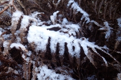 Bracken in Winter: Martina Slater