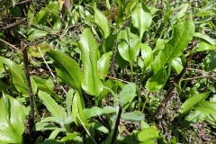 Adder's tounge fern: Martina Slater